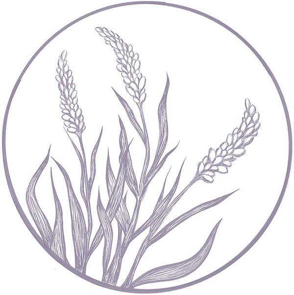 Lavender Plant (Coming Soon)